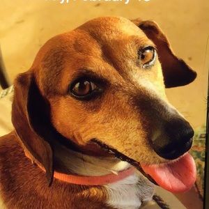 Meet your Posher, Annie